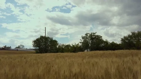 Grain paning 스톡 동영상 132698732