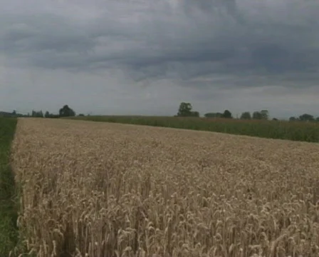 Grain pasture Stock Footage 448630