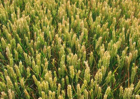 Grain Stock Photos