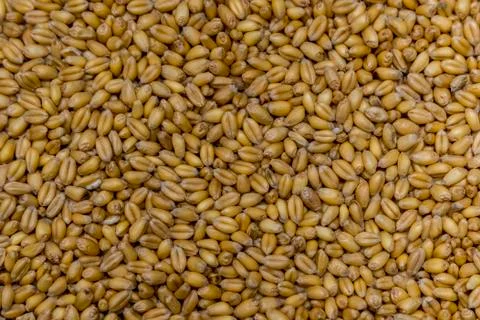 Grain Stock Photos