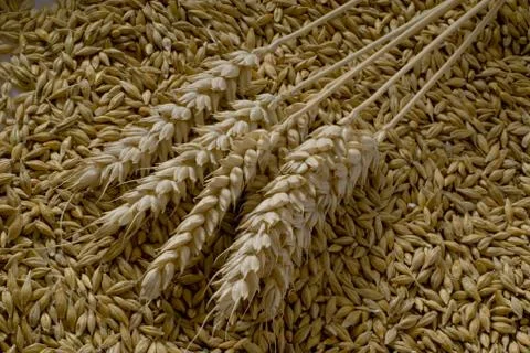 Grain Stock Photos