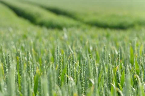 Grain Stock Photos