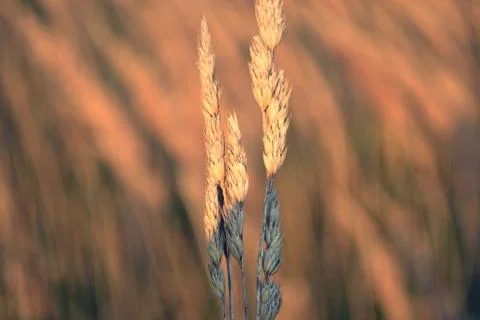 Grain 스톡 사진