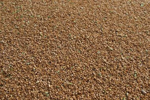 Grain Stock Photos