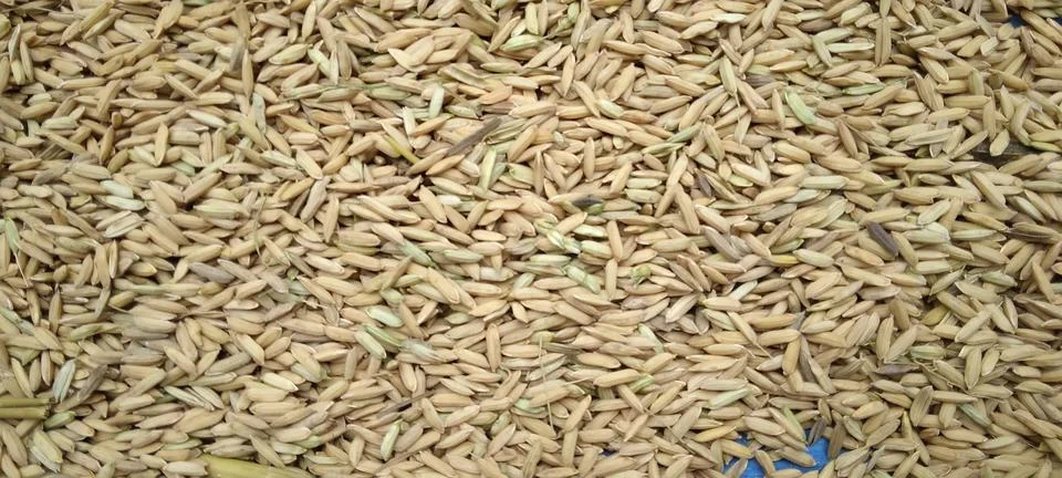 Grain Stock Photos