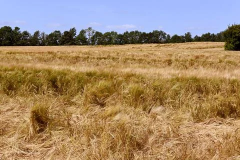 Grain Stock-Fotos