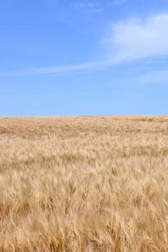 Grain Stock-Fotos