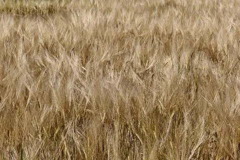 Grain Foto stock