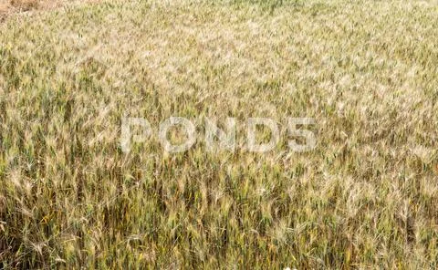 Grain plant field Stock Photos