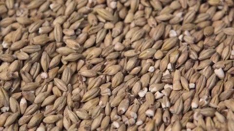 The grain is poured from the hands. Close shot. Rapid video Stock Footage 73117531