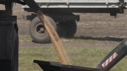 Grain is poured from the machine into the drill Video stock 130302288