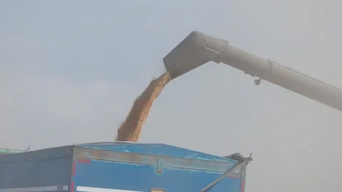Grain is poured from the nozzle of the combine into the container of the blue Video stock 281658217