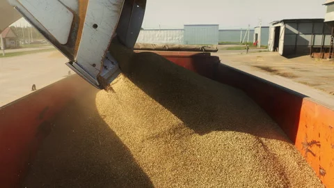 Grain Pouring From Wheel Loader Bucket Into Truck. Stock Footage 346797757