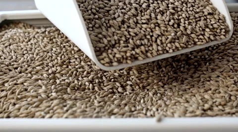 Grain pours into the tank Stock Footage 64903134