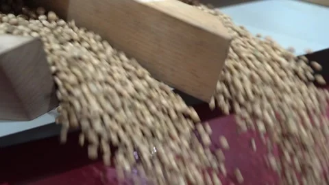 Grain processing factory processing soybeans Stock Footage 274584293