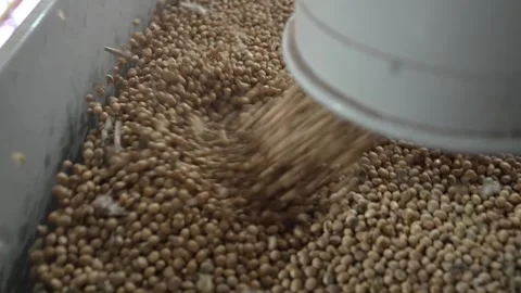 Grain processing factory processing soybeans Stock Footage 274586684