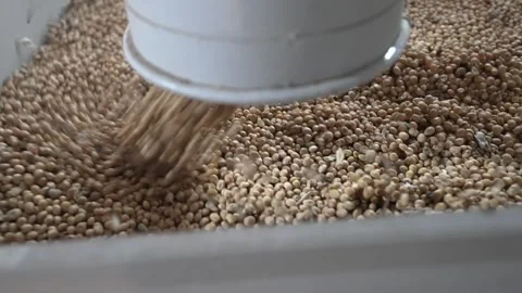 Grain processing factory processing soybeans Stock Footage 274587306