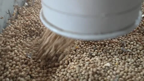 Grain processing factory processing soybeans Stock Footage 274587402