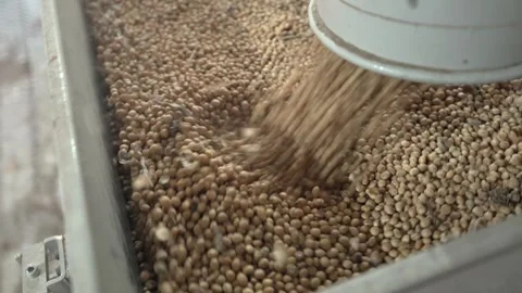 Grain processing factory processing soybeans Stock Footage 274587544