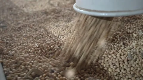 Grain processing factory processing soybeans Stock Footage 274587672