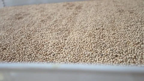 Grain processing factory processing soybeans Stock Footage 274589362