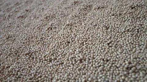 Grain processing factory processing soybeans Stock Footage 274591022