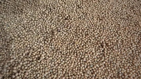 Grain processing factory processing soybeans Stock Footage 274591428