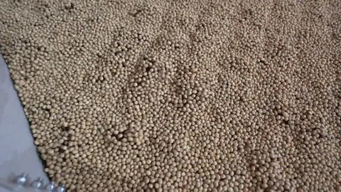 Grain processing factory processing soybeans Stock Footage 274591716