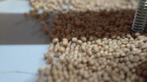 Grain processing factory processing soybeans Stock Footage 274593458