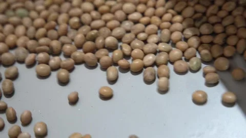 Grain processing factory processing soybeans Stock Footage 274594091