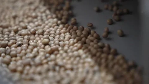 Grain processing factory processing soybeans Stock Footage 274594849