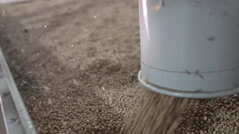 Grain processing factory processing soybeans Stock Footage 274620063