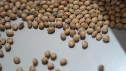 Grain processing factory processing soybeans Stock Footage 274620134