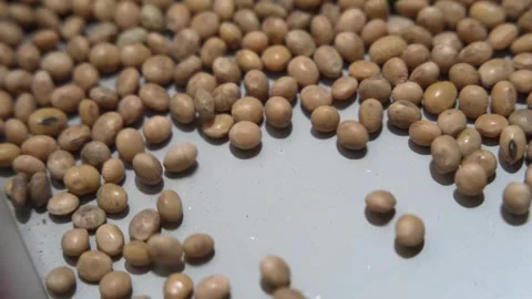 Grain processing factory processing soybeans Stock Footage 274620213