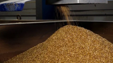 Grain processing into flour Stock Footage 99774751