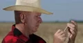 Grain Producer Analyze Closeup Wheat Grains from Farm Ecological Cereals Culture 4k or 4k+ Resolution