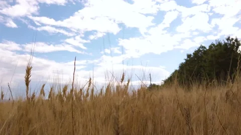 Grain Pullback Stock Footage 132698662