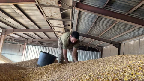 Grain Quality Inspection Process. Surveyor with grain hopper takes corn sampling Stock Footage 291294923