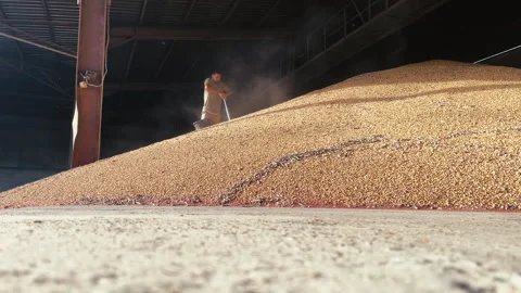 Grain Quality Inspection Process. Surveyor takes corn grain sampling Video stock 291295031
