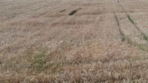 Grain that is ready to be harvested in the fall Stock Footage 121747364