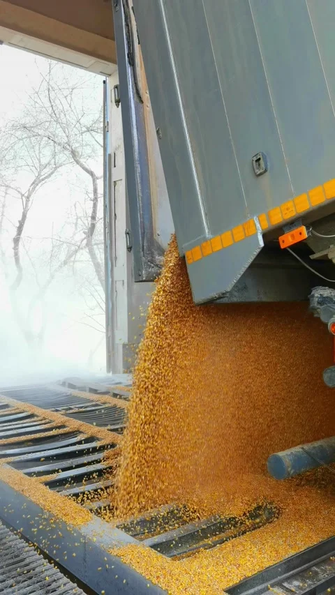 Grain reception from a freight car on a railway at an elevator, grain runs in a Video stock 154646013