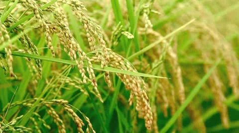 Grain of rice. Stock Footage 11922359