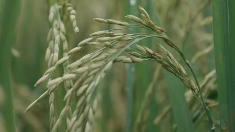Grain of rice Stock Footage 129294129