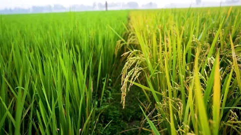 Grain of rice tree on rice field Stock Footage 293516187