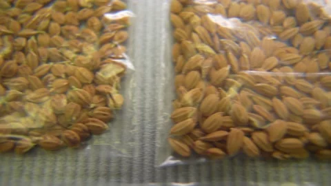 Grain Samples Are Stored In A Modern Laboratory Stock Footage 162668728