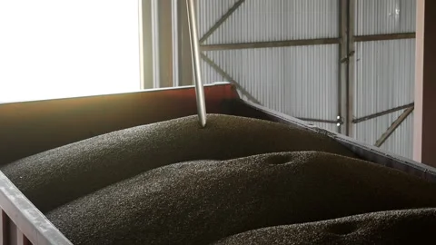 Grain Sampling for Laboratory Quality Testing at Storage Facility. Stock Footage 346797358