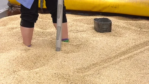 Grain selection for laboratory research. Stock Footage 114440006