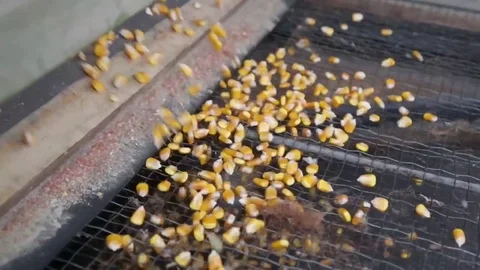 Grain separator separates corn Stock Footage 79744136