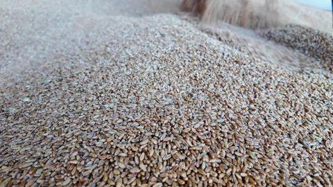 Grain shifting across storage mound with blurred flow over textured cereal Vídeo Stock 346773205