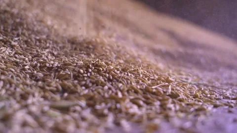 Grain is showered in close-up in the hangar Stock Footage 221819093
